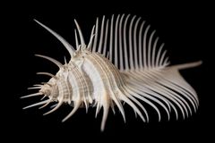 Murex pecten