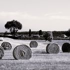 murgia tarantina - puglia