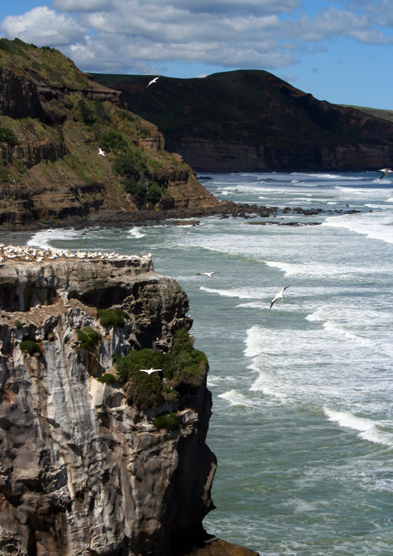 Muriwai