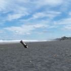 Muriwai Beach