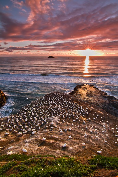 Muriwai Beach