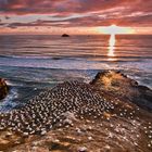 Muriwai Beach