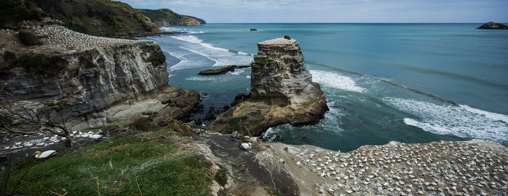 Muriwai Beach