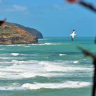 Muriwai Beach mit Tölpel