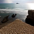 Muriwai Beach - Neuseeland - Nordinsel