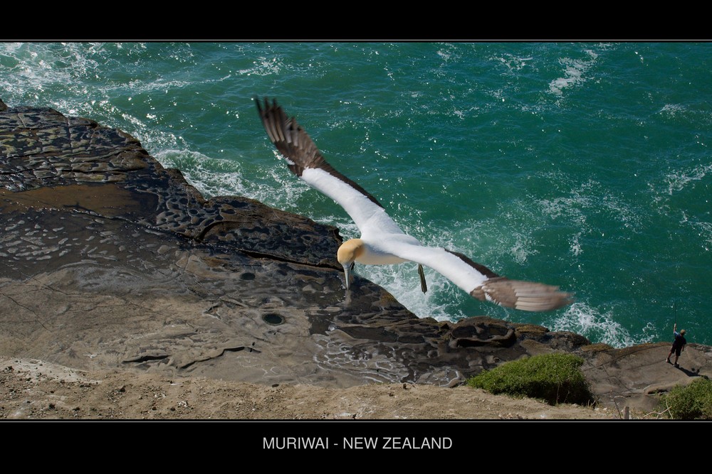 Muriwai Beach, New Zealand