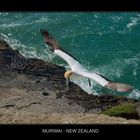 Muriwai Beach, New Zealand