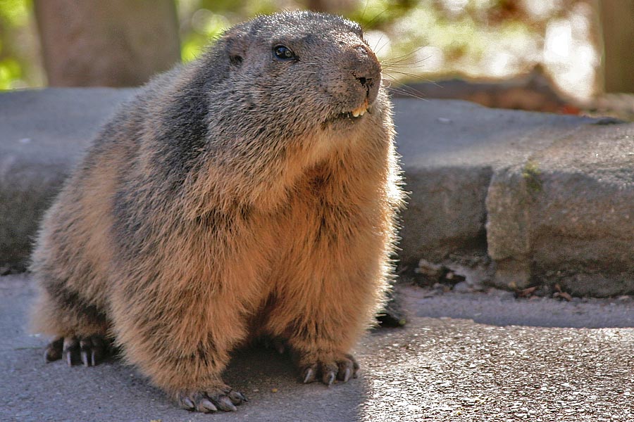 Murmel aus dem Tiergarten