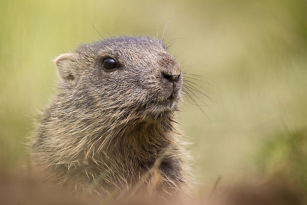 Murmel