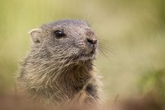 Murmel