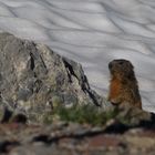 Murmel im Schnee