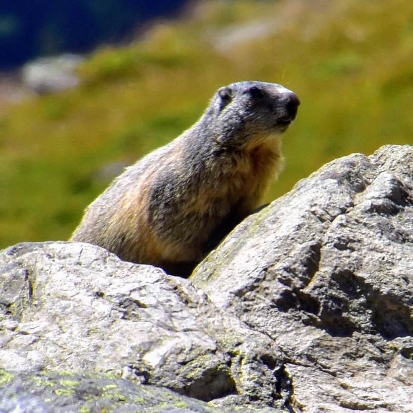 Murmel in Zermatt 