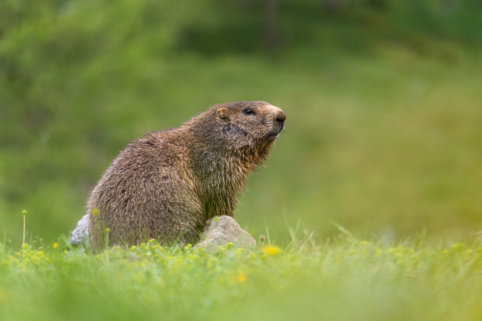 Murmel-Tierchen #1