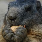 Murmeli (Marmota)