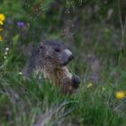 Murmeln sind Glücklich in der Schweiz (Sedrun Graubünden) 2012--7