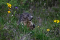 Murmeln sind Glücklich in der Schweiz (Sedrun Graubünden) 2012--7