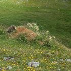 Murmelsichtung in den Tuxer Alpen