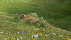 Murmelsichtung in den Tuxer Alpen