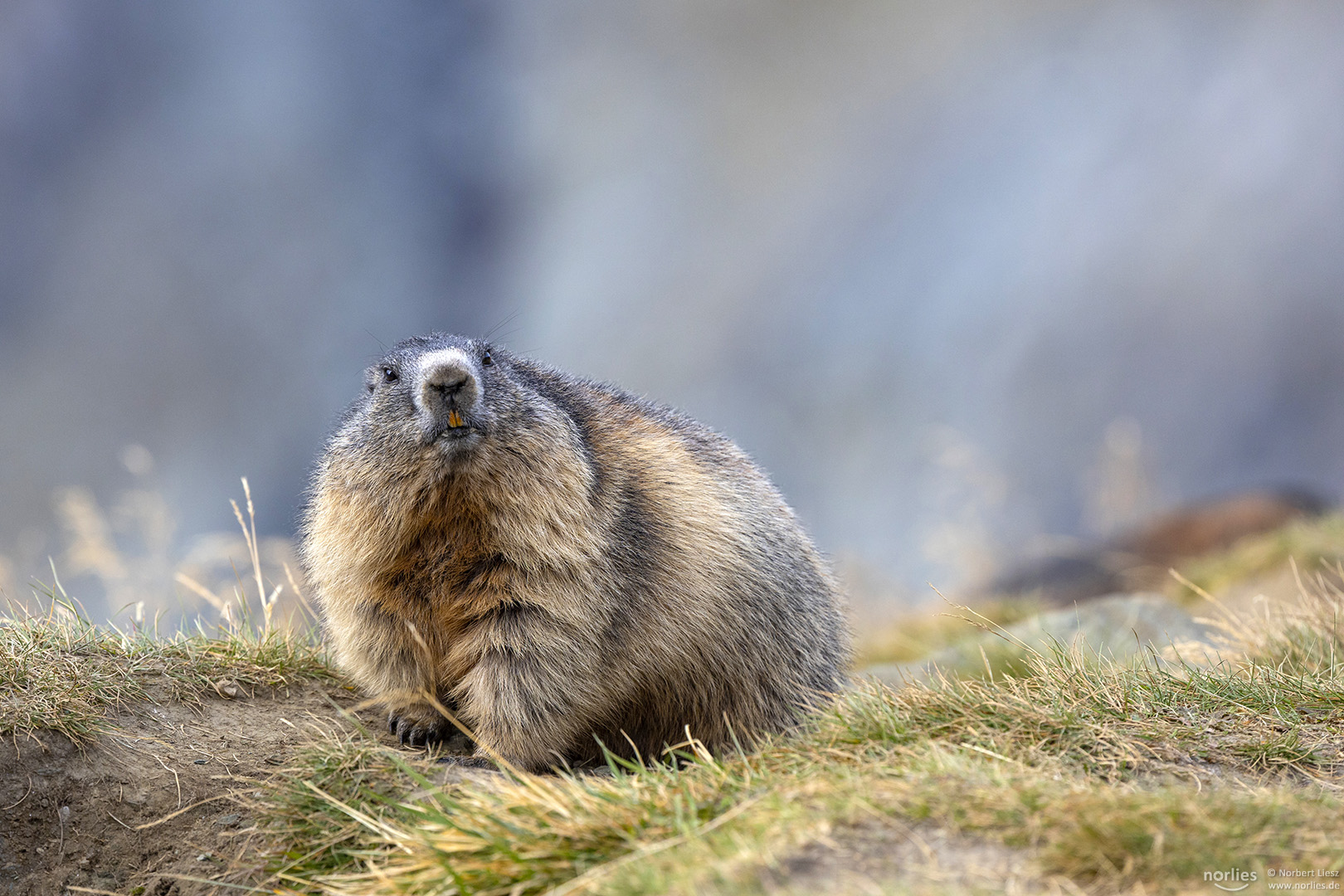 Murmeltier Foto & Bild | europe, Österreich, tiere Bilder auf fotocommunity