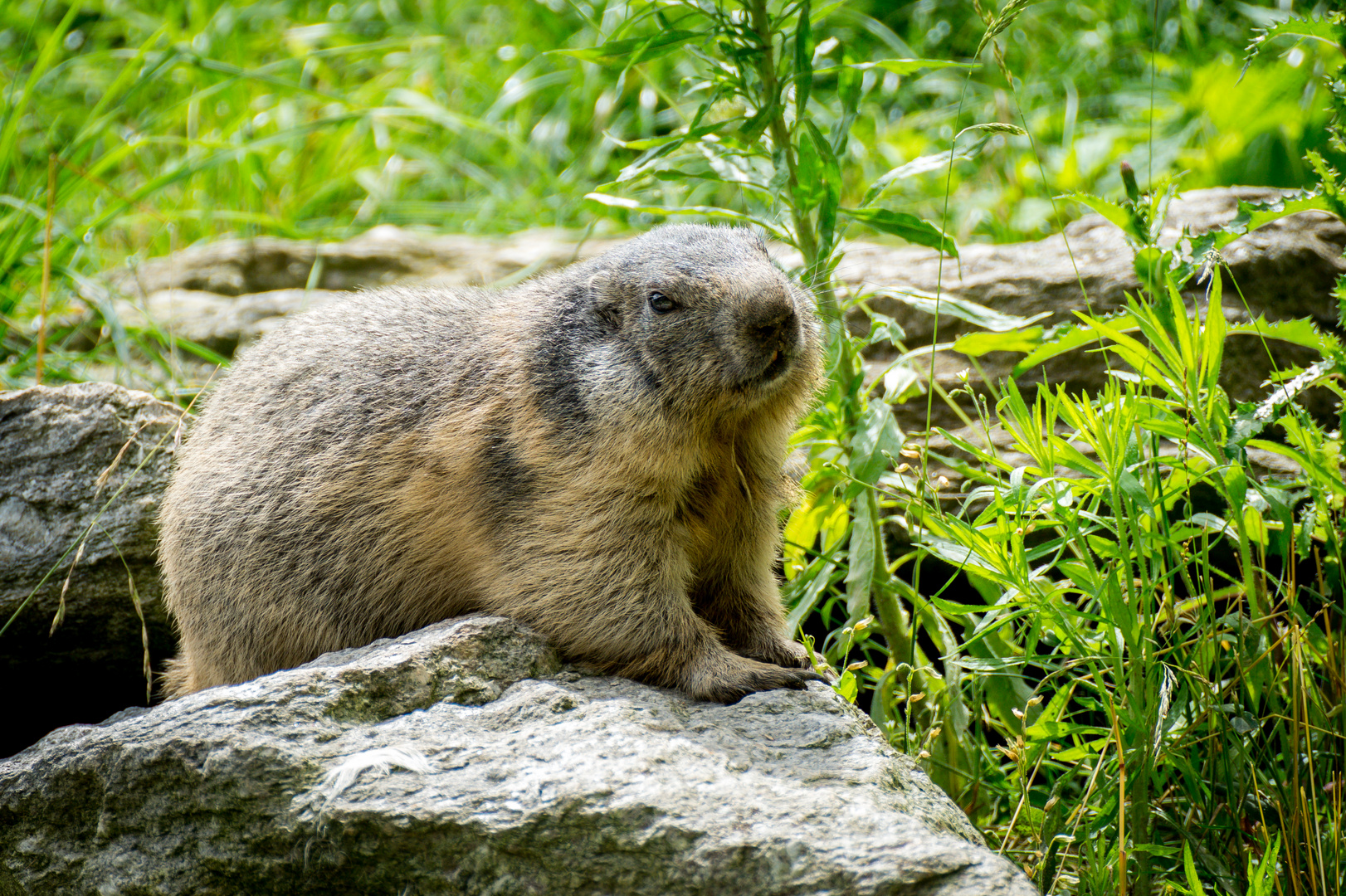 Murmeltier / Alpenzoo Innsbruck