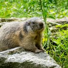 Murmeltier / Alpenzoo Innsbruck