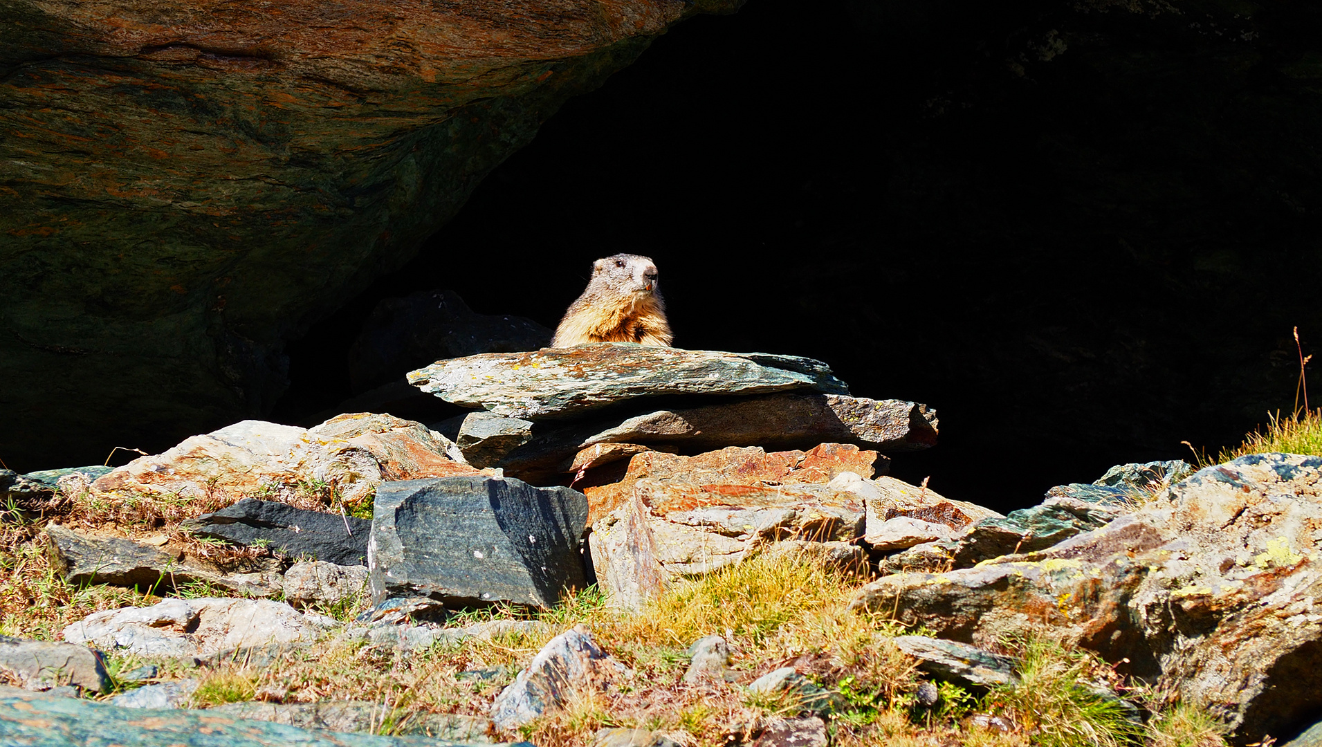 Murmeltier am Gornergrat