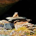 Murmeltier am Gornergrat