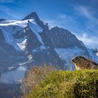 Murmeltier am Großglockner