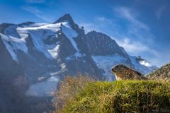 Murmeltier am Großglockner