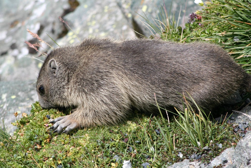 Murmeltier am Großglockner