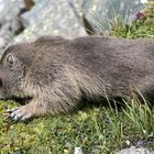 Murmeltier am Großglockner