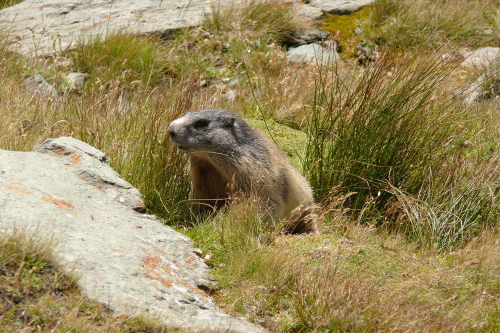 Murmeltier am Großglockner