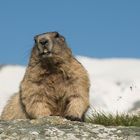 Murmeltier am Großglockner