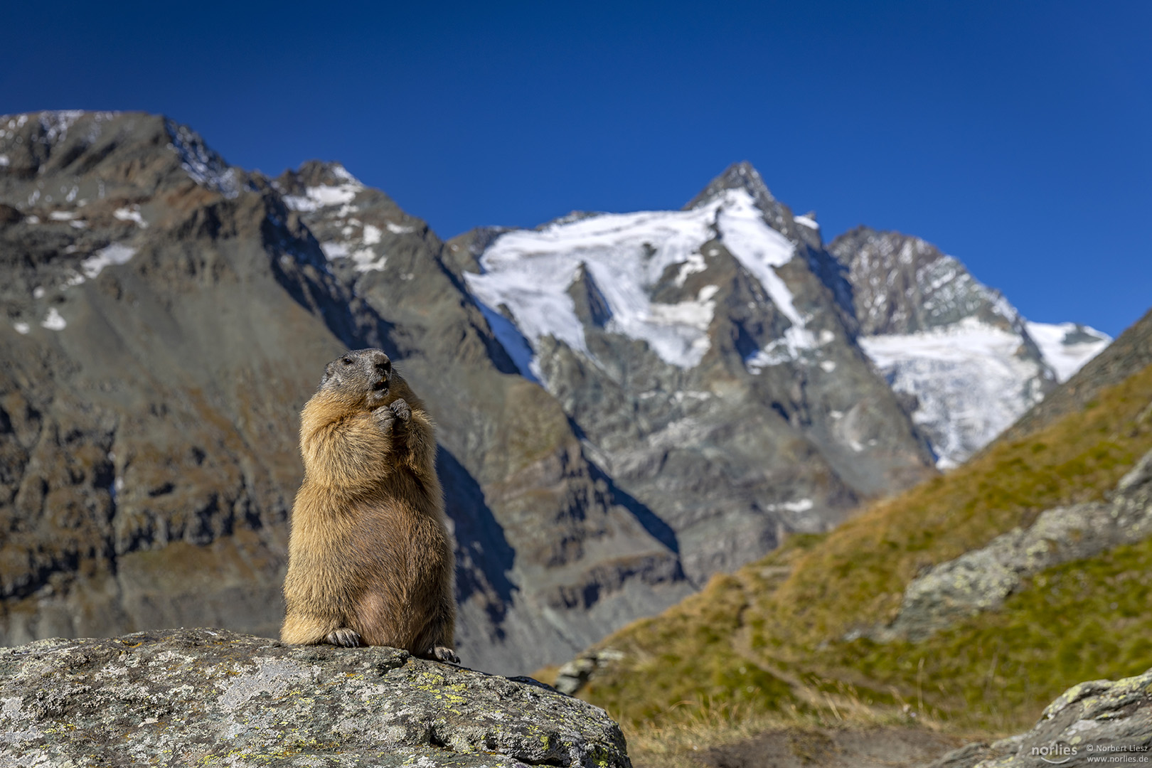 Murmeltier am Großglockner