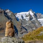 Murmeltier am Großglockner