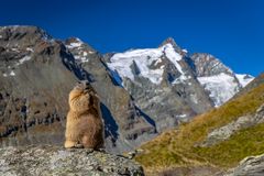 Murmeltier am Großglockner