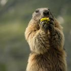 Murmeltier am Hochkönig