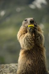 Murmeltier am Hochkönig