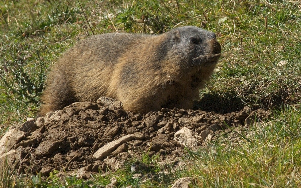 Murmeltier am Stilfser Joch