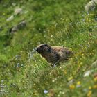 Murmeltier auf dem Spielboden ob Saas fee