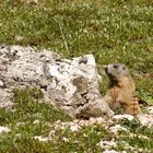 Murmeltier auf der Alm entdeckt