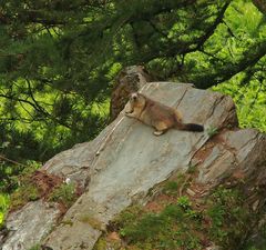 Murmeltier aus dem Wallis