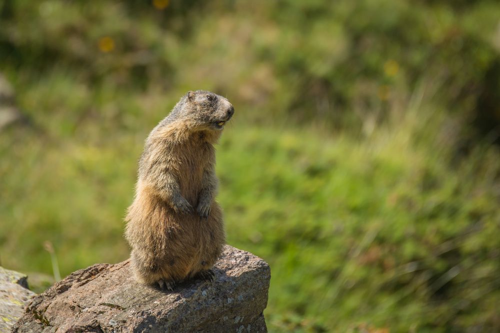Murmeltier Foto & Bild | natur, tiere, südtirol Bilder auf ...