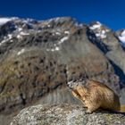 Murmeltier genießt die Aussicht