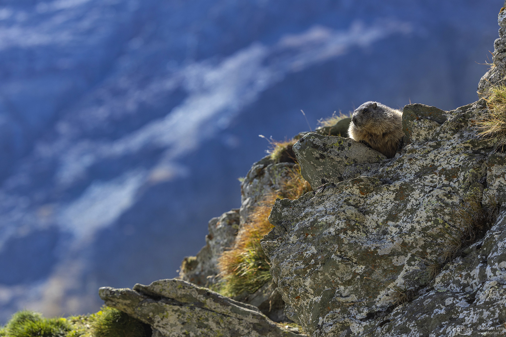 Murmeltier im Felsen