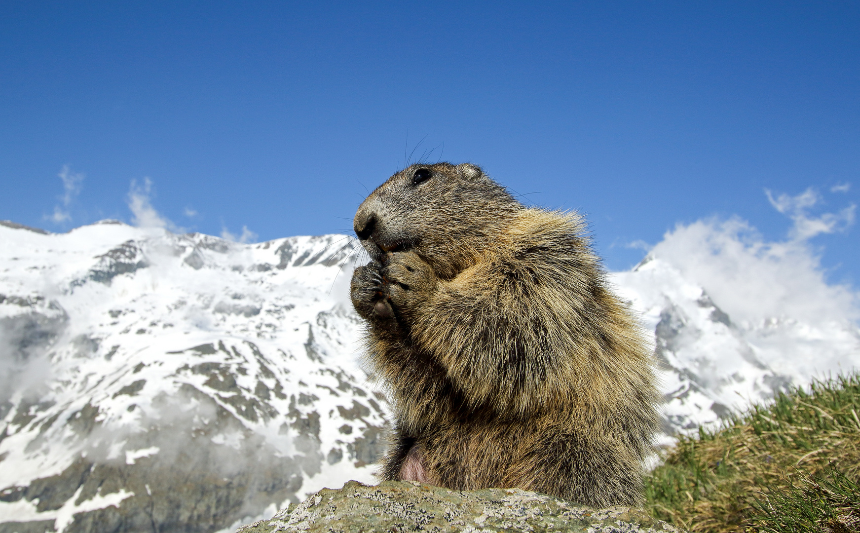 Murmeltier, im Hintergrund der Großglockner