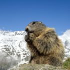 Murmeltier, im Hintergrund der Großglockner