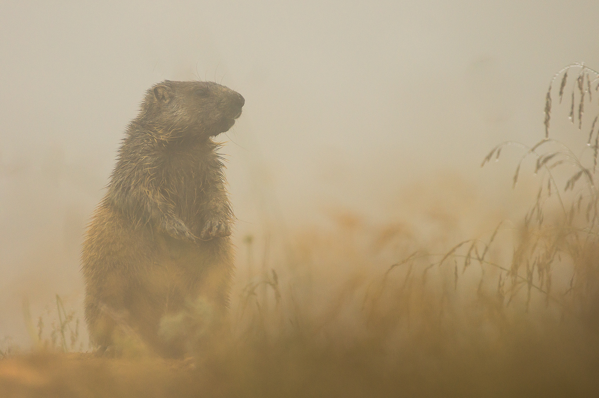 Murmeltier im Nebel