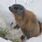 MURMELTIER IM SCHNEE