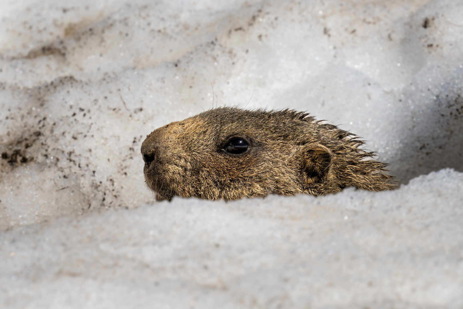 Murmeltier im Schnee